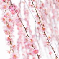 2025年3月以降のライブスケジュール