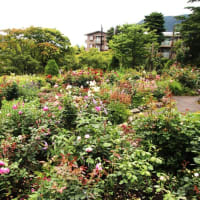 強羅公園
