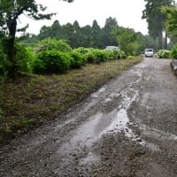 石神原の園　小雨とアジサイ　2025/06/11（鹿児島）