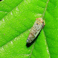 リンゴマダラヨコバイ