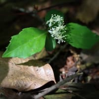 治療の合間の花散策！（ジガバチソウとイチヤクソウ、それと初見のケリと！）