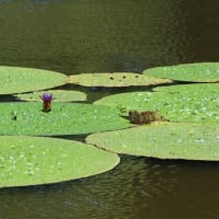 オニバス開花