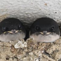 横浜のニュースって・・・