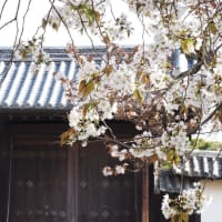 桜満開の醍醐寺の春