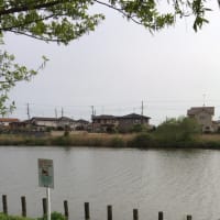 川島町 カネヒラ ヤリタナゴ 淡水な釣り 川島町 カネヒラ ヤリタナゴ 淡水な釣り