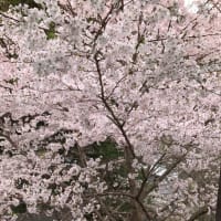 葵の桜の開花は4/9が満開