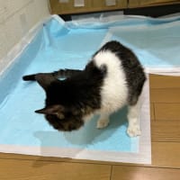 がんばっているよ