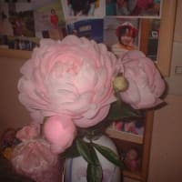 乙女の花芍薬が咲きました。