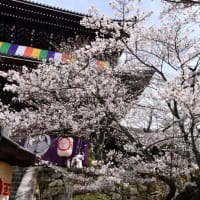 京都桜見物…その７知恩院山門の桜