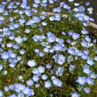【初夏の薬草園】ケシの花