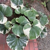 25/06/30のダイアリー