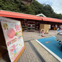 桃の季節になりましたね　2025年