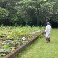 2025年6月7日　活動報告　ハスの花芽がどんどん出てきました！
