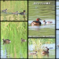猛暑でも野鳥は元気