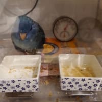 サクレ梨美味しい