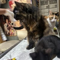 看板猫のいるお店で猫飲み スナック仔猫さん (2408)