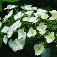 gooblog終了のタイミング。。
