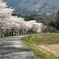 いなべ市青川沿いの桜