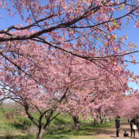 桜見物……