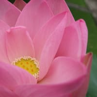 蓮の花をアップで撮りました