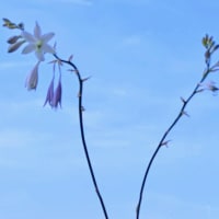水無月の〆。JULIE７７歳と５日目に薄紫21･22番２輪咲いて