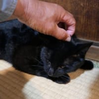 退路を断ってやったぃψ(｀∇´)ψ