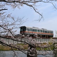 桜 と 姫新線電車 '25