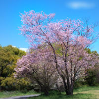 桜華やぐ季節　(Ⅵ）