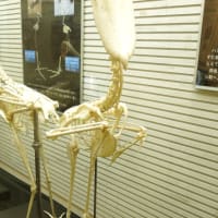 ハシビロコウの骨格標本