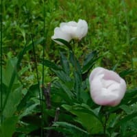 5月7日　今日の写真　　・芍薬　雨の日と 晴れた日