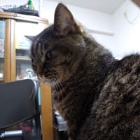 猫っぽい