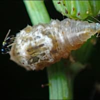 クロヒラタアブ，幼虫の受難
