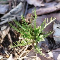 ワサビダイコンの芽生え