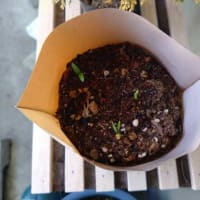 しそ大葉の植え替えと三つ葉の発芽・・・・・。('◇')ゞ