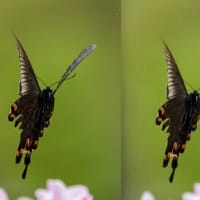 ちょっとビックリ！　でも悩ましい……