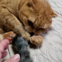 夫が肺炎で入院中～