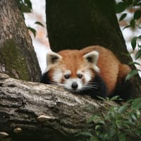 レッサーパンダ ～なんてったってアイドル～