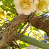 ｷｳｲﾌﾙｰﾂの花