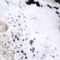 やっぱり来ていた!　雪の上の足跡