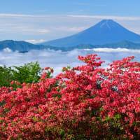 雲海とレンゲツツジと富士山