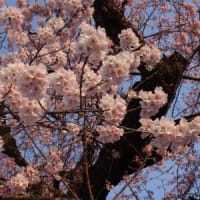 春です