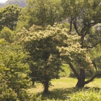 田植え後の棚田