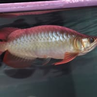 アルティマ　ステゴザウルス　ピットブル　２７ｃｍ