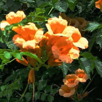 凌霄花／のうぜんかづら