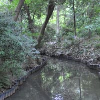 明治神宮御苑　　南池に白い睡蓮がたくさん咲いています　　　2