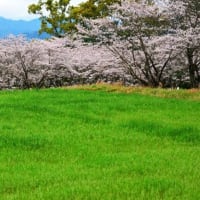 牧場の桜・・・（2）