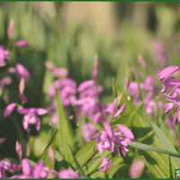 爺やんちの庭先で「紫蘭」と「白花シラン」の花が、数日前から見頃を迎えているのに気が付いて・・・