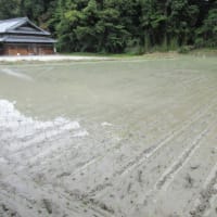 田植え完了～と、江坂ご褒美ランチ