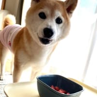 真夏のシッターデー