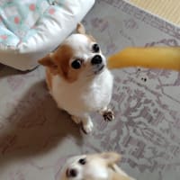 お煎茶の客に招待されました